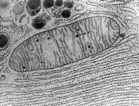 Mitochondrion Tem Stock Image Science Source Images