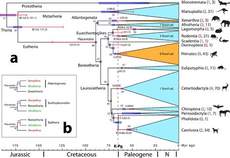 Bayesian Estimation Of Species Divergence Times