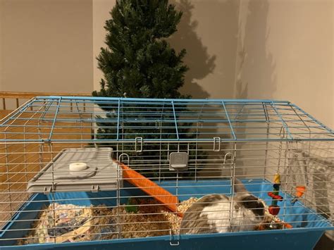 Holland Lop Bunny 6 Mo W Cage And More