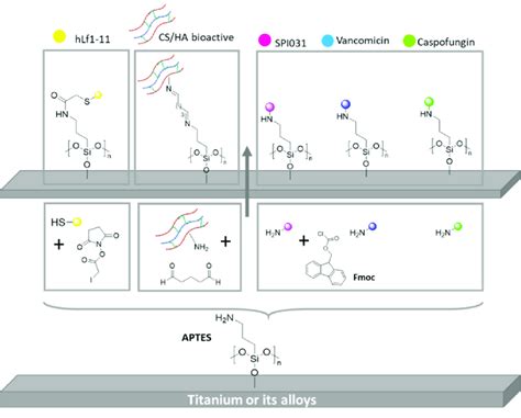 Schematic Representation Of Different Bioactive Compound Immobilization