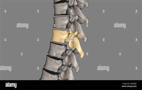 Twelve Vertebrae Are Located In The Thoracic Spine And Are Numbered T 1