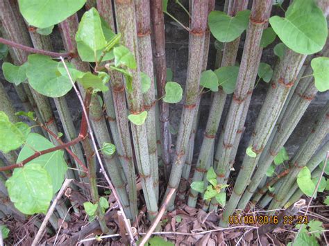 Invasive Plants Japanese Knotweed Kalamazoo Garden Council