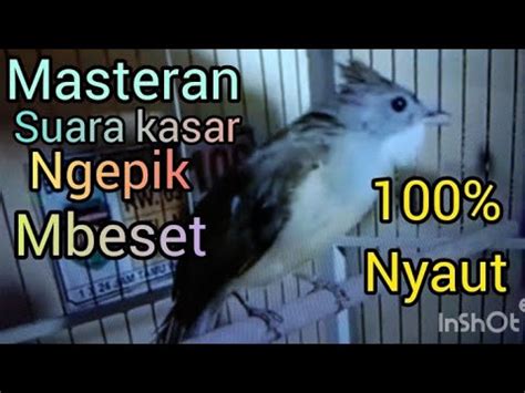 Cucak Jenggot Gacor Masteran Burung Dan Guru Vocal Ocehan YouTube