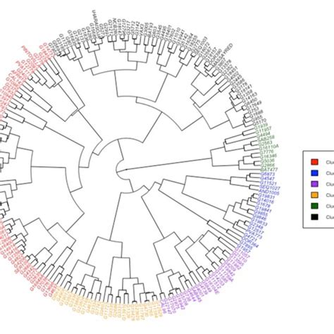 Phenogram Showing Hierarchical Grouping Patterns Of Common Bean