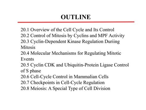 PPT Chapter 20 Regulation Of The Eukaryotic Cell Cycle PowerPoint