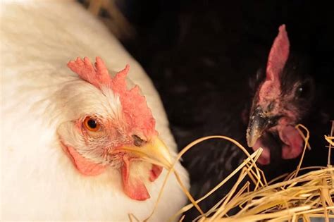 The Complet Guide to Chicken Dewormer (When & How)