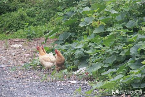 安徽濉溪，農家小院無閒人，房前屋後瓜果香，好日子是干出來的 每日頭條