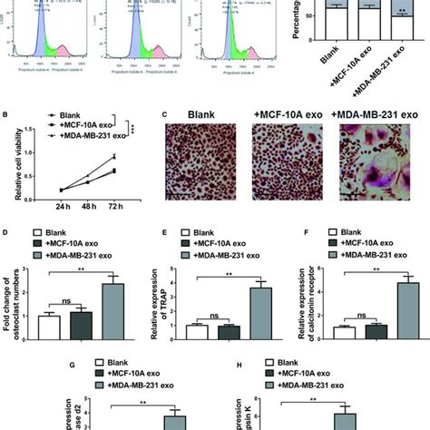 Knockdown Of Srcin Promoted Proliferation And Differentiation Of