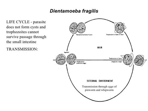 Intestinal Flagellates