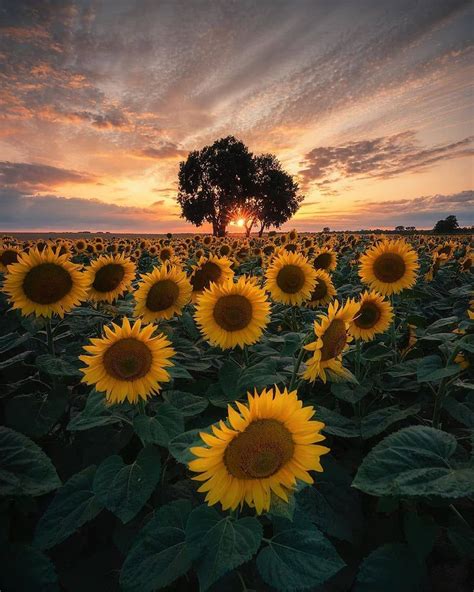 Total 38 Imagen Paisaje Girasol Abzlocal Mx