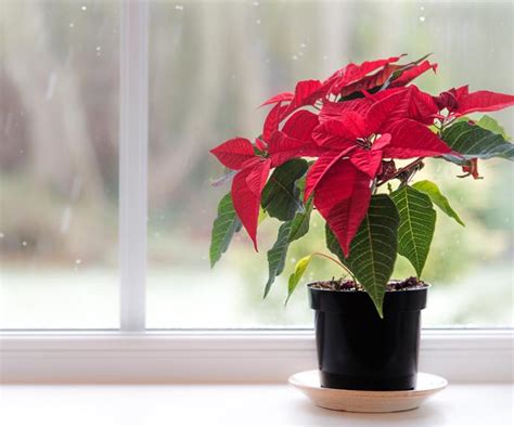 Plant Guide Poinsettias How To Grow And Care For Australian House And Garden