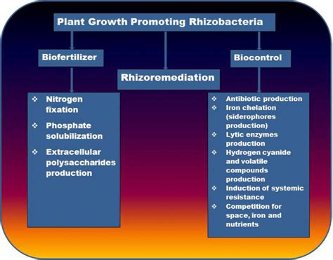 Mechanisms Of Plant Growth Promotion By Rhizobacteria Download