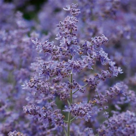 Russian Sage Perovskia Atriplicifolia Bluesette From Swift Greenhouses