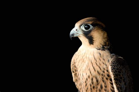 Barbary Falcon Falco Pelegrinoides Joel Sartore