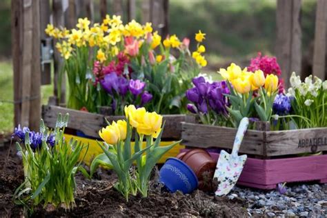 Colorful Spring Flowers and Yard Landscaping Ideas