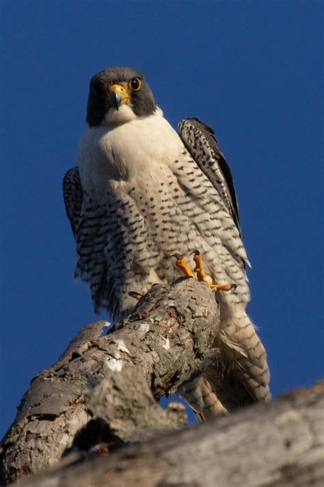 Stoop kid won’t leave his stoop - Peregrine falcon seen on the same tree 2 weeks later : r/birding