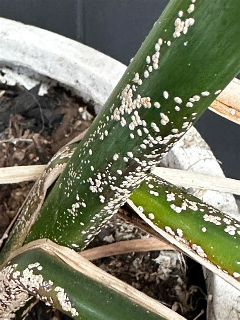 Something is killing my bird of paradise plants : r/plantsandpots