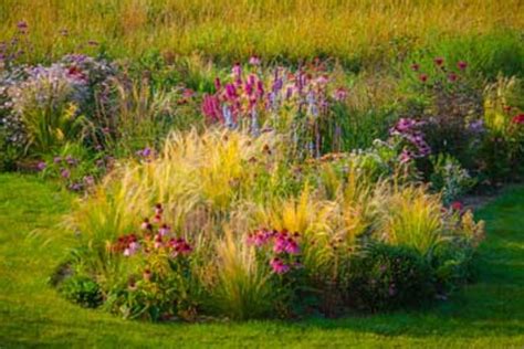 Using Ornamental Grasses in Your Garden Design - Horticulture