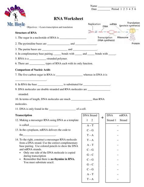 Dna Rna And Protein Worksheet