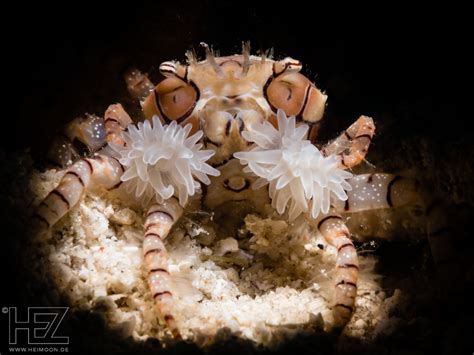 Boxer Crab Foto And Bild Unterwasser Uw Salzwasser Natur Kreativ