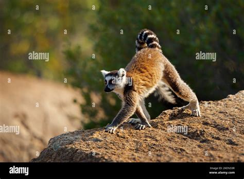 Ring Tailed Lemur Lemur Catta Large Strepsirrhine Primate With Long Black And White Ringed