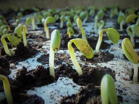 Organic Soybean Farming, Production Process | Agri Farming