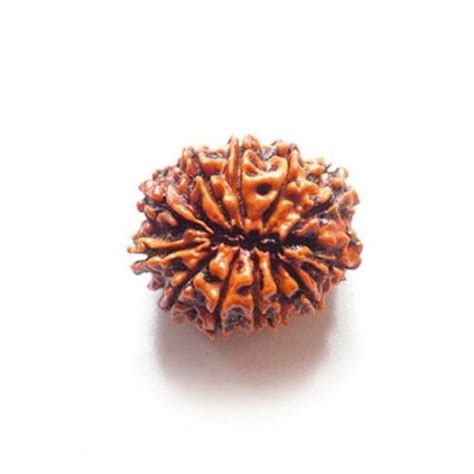 Wood Mukhi Round Shape Brown Color Original Nepali Rudraksha Beads