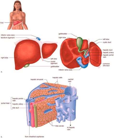 Microscopic Anatomy Of The Liver