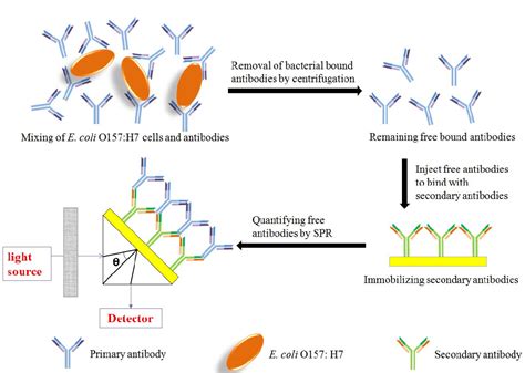 Figure From Subtractive Inhibition Assay For The Detection Of E Coli