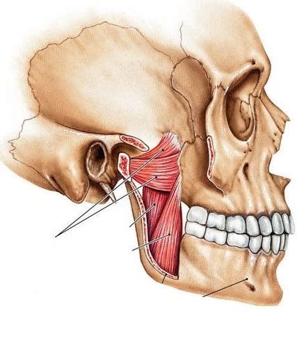 Muscles Of The Face Muscles Of Mastication Temporomandibular Joint