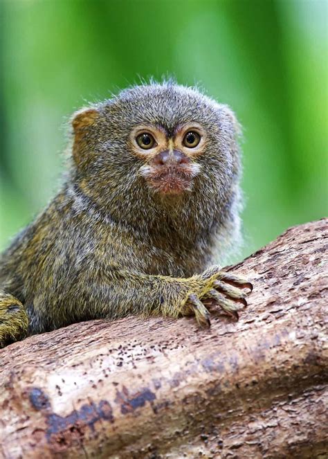 31 Pygmy Marmoset Facts Guide To Finger Monkeys Cebuella Pygmaea