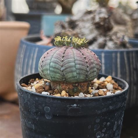 Caring For My Euphorbia Obesa The Baseball Plant In The UK