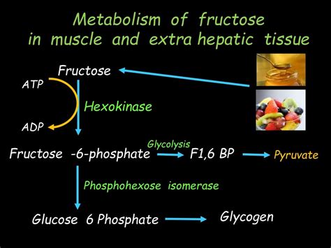 Fructose And Galactose Metabolism