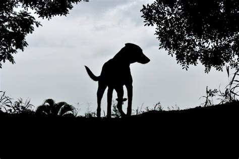 Vista de ángulo bajo de un caballo silueta de pie en el campo contra el