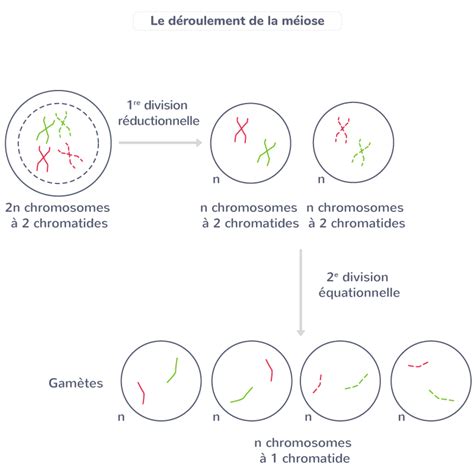 L origine des génotypes des individus Tle Cours SVT Kartable