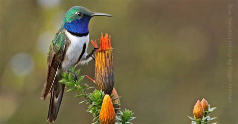 Pretty Blue Hummingbirds