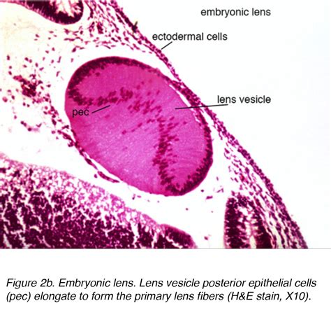 Lens Histology