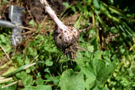 How To Harvest, Cure & Store Garlic So It Lasts 8+ Months