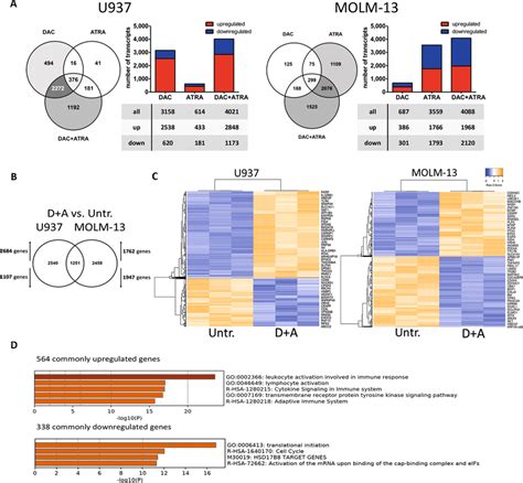 Decitabine And All Trans Retinoic Acid Cooperate In Inducing