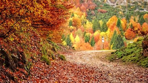 Foliage I Luoghi Pi Belli Dove Ammirarlo Nel Trevigiano E In Veneto