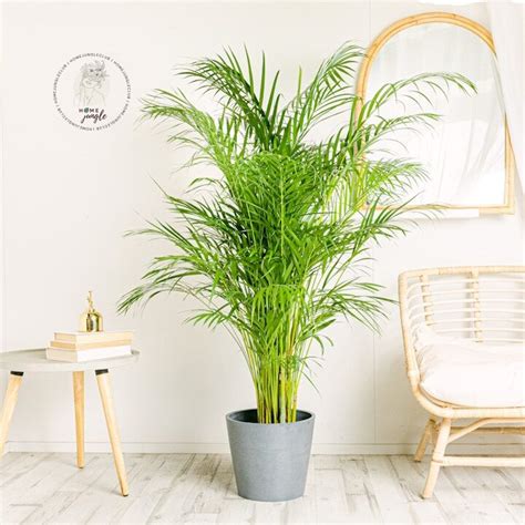 Areca Palme Goldfruchtpalme Dypsis Lutescens Exotische Palme