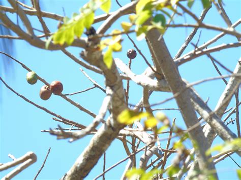 Free stock photo of Ã¡rbol, Jocote, tree