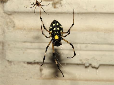 African Hermit Spider From Alan Grey Rio Claro SP Brasil On