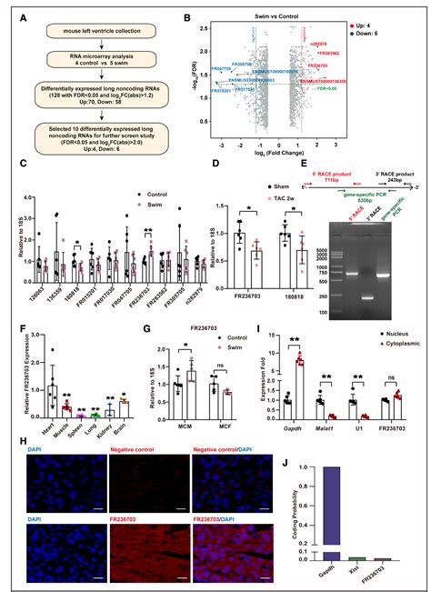 Figure 1 From Long Noncoding Rna Cardiac Physiological Hypertrophy