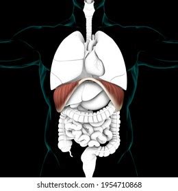 Diaphragm Human Respiratory System Anatomy Medical Stock Illustration 1954710868 | Shutterstock