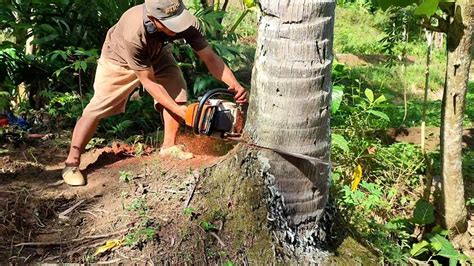 Tebang Pohon Kelapa Setinggi Tower Mudah Dan Cepat Youtube