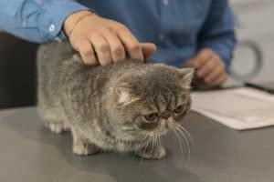 Short Hair Cat Matted Fur – Causes and How to Get Rid of It