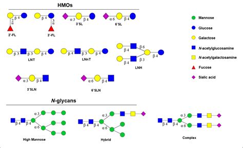 Table 1 From Potential Applications Of Endo β N Acetylglucosaminidases