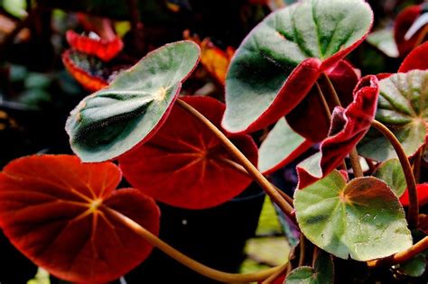 Dazzling Types of Begonia Houseplants - HouseplantJoy.com