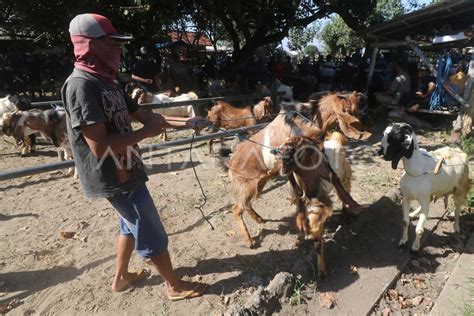 Pasar Hewan Di Kota Kediri Dibuka Kembali Antara Foto